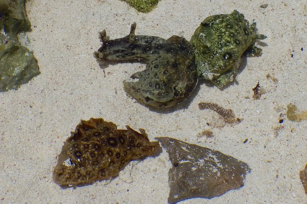 Sea Hare - Spotted Sea Hare Sea Hare - Spotted Sea Hare