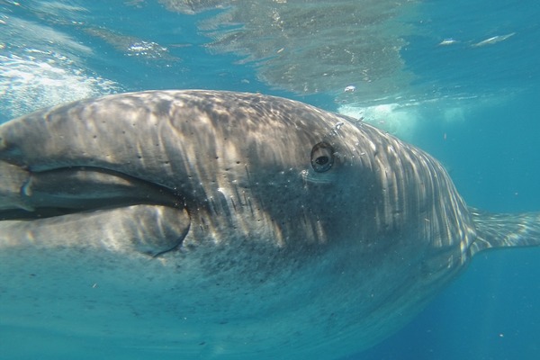 Sharks - Whale Shark