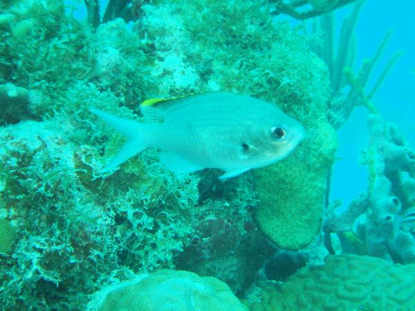 Damselfish - Brown Chromis