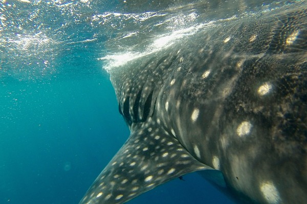 Sharks - Whale Shark