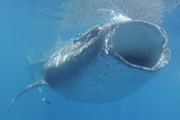 Sharks - Whale Shark