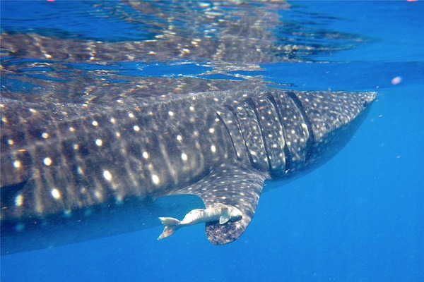 Sharks - Whale Shark