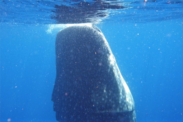 Sharks - Whale Shark