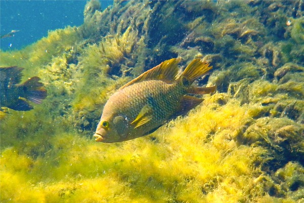 Cichlids - Mayan Cichlid