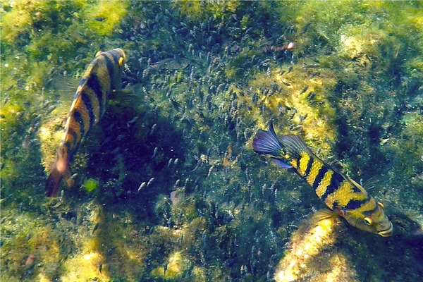 Cichlids - Mayan Cichlid