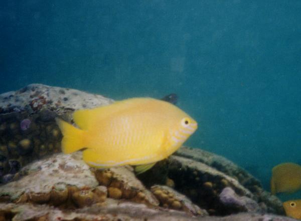 Damselfish - Sulphur Damselfish