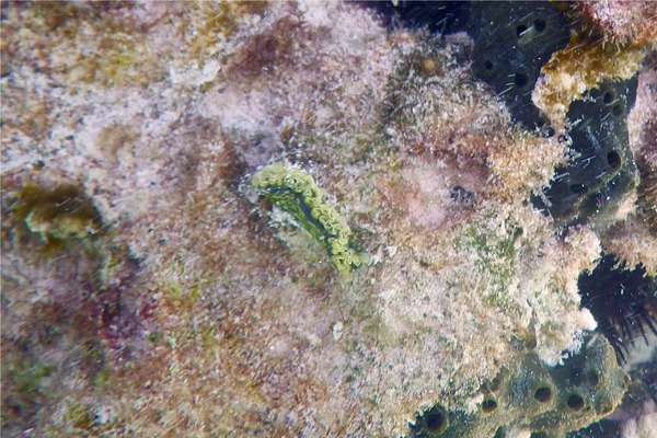 Nudibranch - Fancy Lettuce Sea Slug