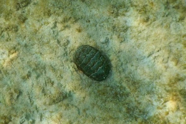 Chiton - Marbled Chiton