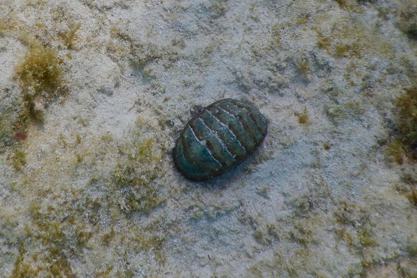 Chiton - Marbled Chiton