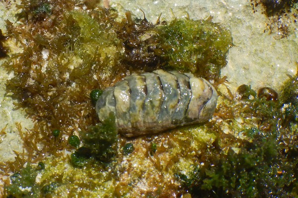 Chiton - Rough-girdled Chiton