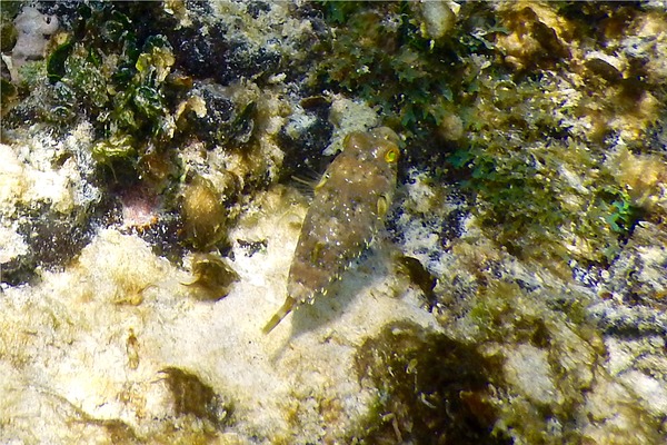 Pufferfish - Bandtail Puffer