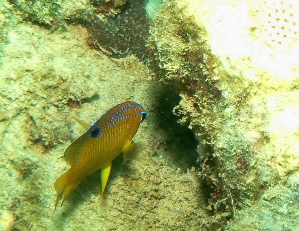 Damselfish - Longfin Damselfish