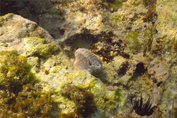 Anemones - Warty Sea Anemone