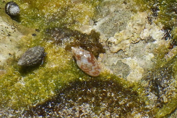 Sea Snails - Glossy Dove Shell Sea Snails - Glossy Dove Shell