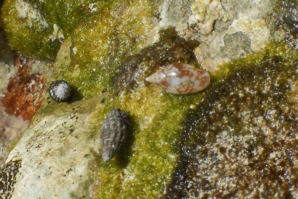 Sea Snails - Glossy Dove Shell Sea Snails - Glossy Dove Shell