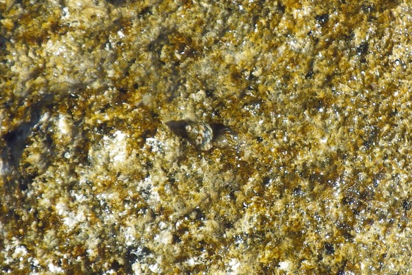 Sea Snails - Interrupted Periwinkle