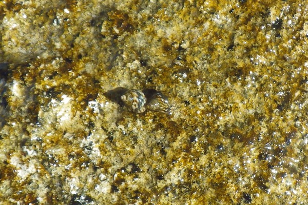 Sea Snails - Interrupted Periwinkle Sea Snails - Interrupted Periwinkle