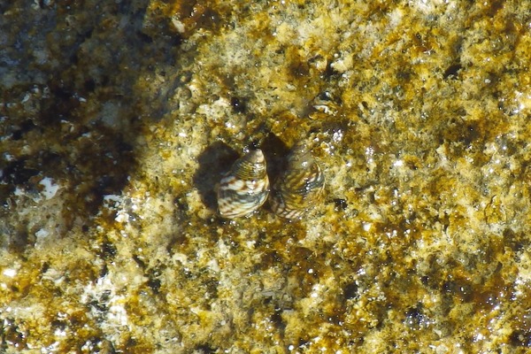 Sea Snails - Interrupted Periwinkle Sea Snails - Interrupted Periwinkle