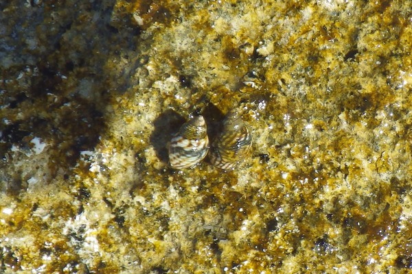 Sea Snails - Interrupted Periwinkle