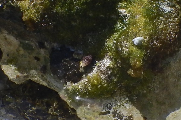 Sea Snails - Minute Dwarf Olive Sea Snails - Minute Dwarf Olive