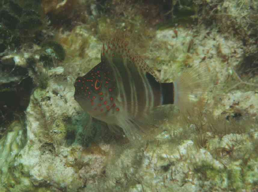 Hawkfish - Redspotted Hawkfish