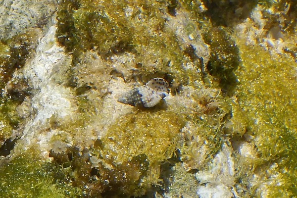 Sea Snails - Grass Cerith Sea Snails - Grass Cerith