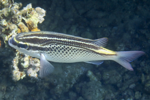 Breams - Arabian Threadfin Bream