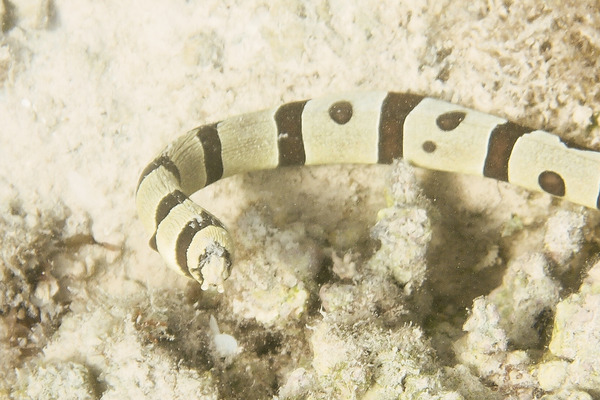 Snake Eels - Harlequin Snake Eel