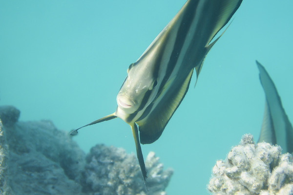 Spadefish - Circular Spadefish