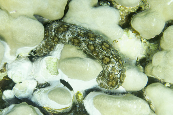 Sea Cucumbers - Black spotted sea cucumber