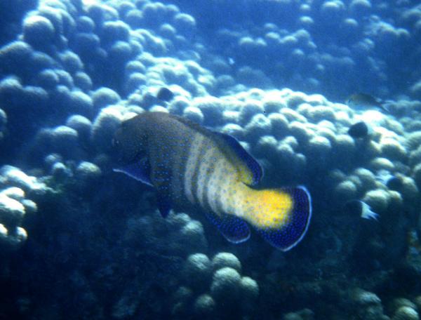 Groupers - Peacock Grouper