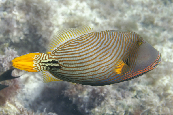 Triggerfish - Orange-striped Triggerfish