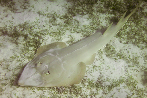 Guitarfish - Halavi's Guitarfish