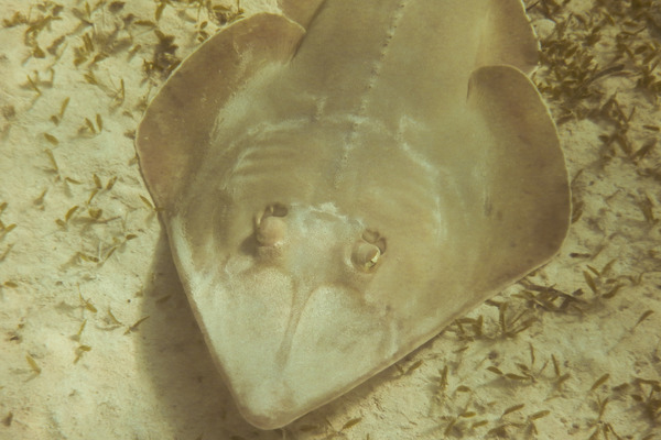 Guitarfish - Halavi's Guitarfish