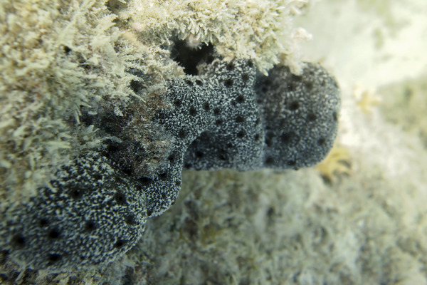 Sponges - Arabian crust-sponge