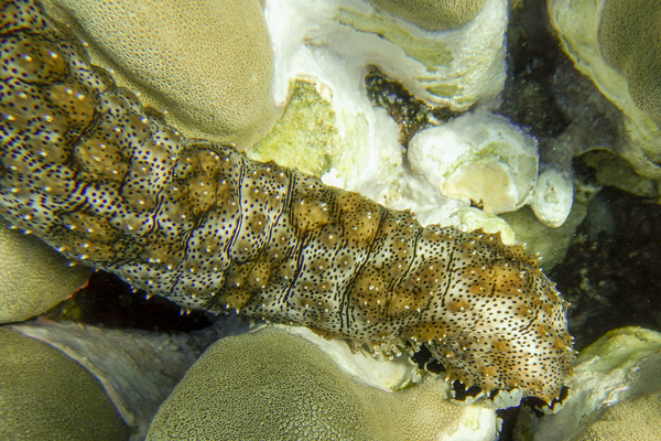 Sea Cucumbers - Black spotted sea cucumber