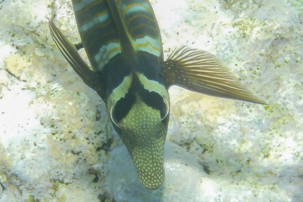 Surgeonfish - Desjardini Sailfin Tang