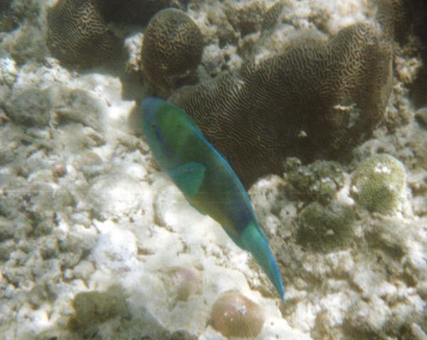 Parrotfish - Bullethead parrotfish