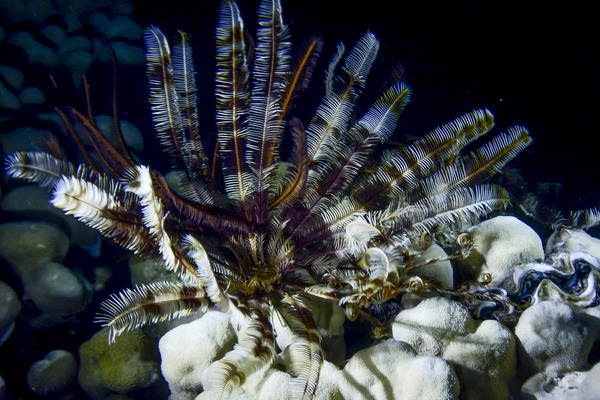 Mariametridae - Klunzinger's feather star