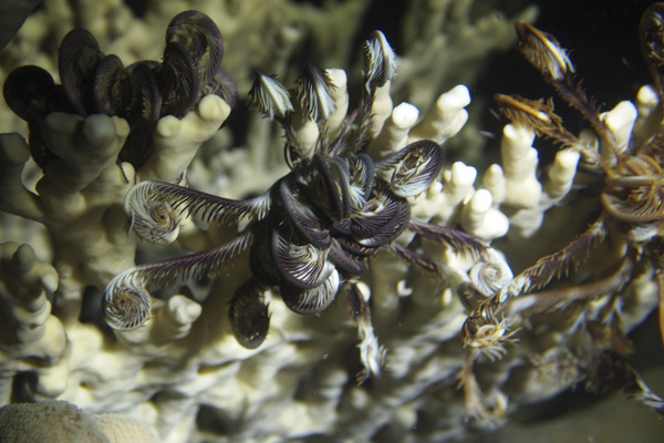 Mariametridae - Klunzinger's feather star