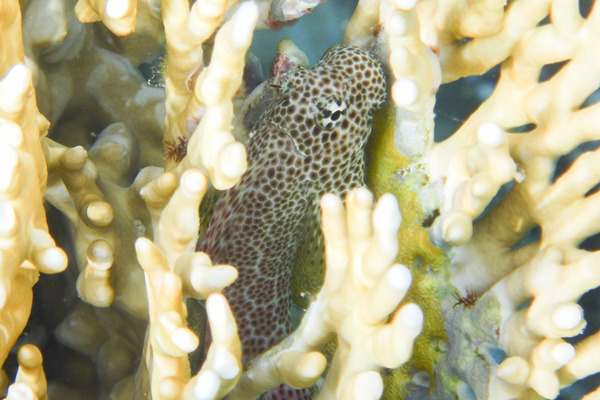 Blennies - Leopard blenny