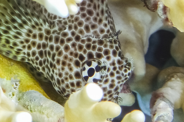 Blennies - Leopard blenny