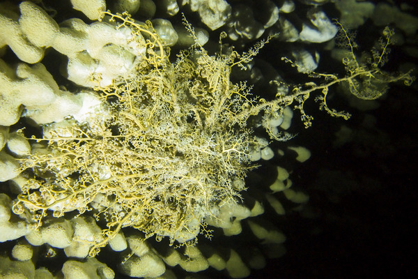 Gorgonocephalidae - Basket Star