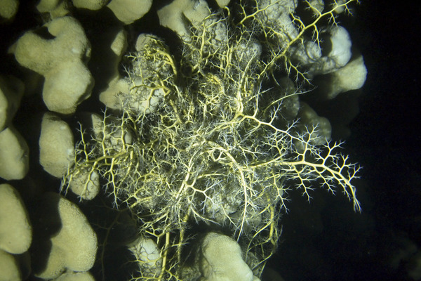 Gorgonocephalidae - Basket Star