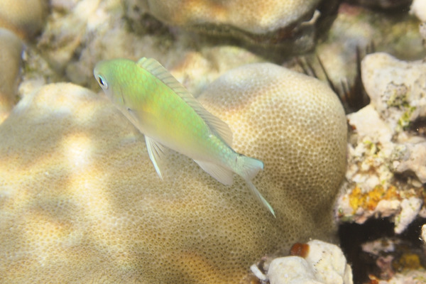 Dottybacks - Olive Dottyback