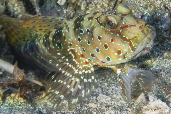 Gobies - Harlequin prawn goby