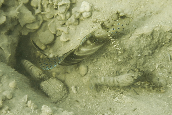 Gobies - Harlequin prawn goby