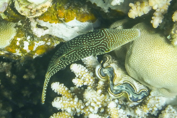 Pufferfish - Red Sea Toby