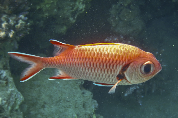 Squirrelfish - White-edged Soldierfish