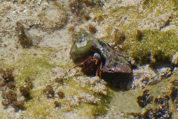 Crabs - Orange Claw Hermit Crab Crabs - Orange Claw Hermit Crab
